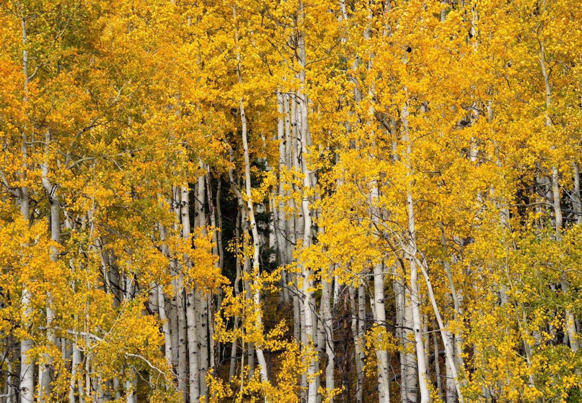 Aspen Springs Angel Fire Aparthotel Exteriör bild